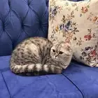 سكوتش فولد بيور للبيع