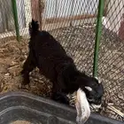 غنم معزا تيوس جفار
