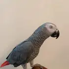 كاسكو اليف حمامه ومتكلم