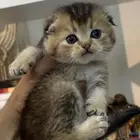 كيتن سكوتش بيور