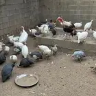 دجاج حبشي