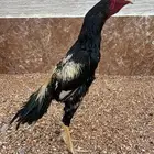 دجاج سندي بيييور