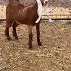 جفره عارضيه صفراء صنف الصنف معرفه