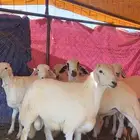 طليان ذبايح جبره