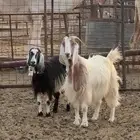 معزاء