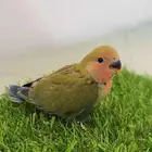 فرخ روز للبيع