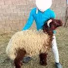 خرفان نعيمي