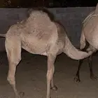 ماشاءالله تبارك الرحمن بكره لباني