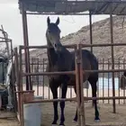 سلام عليكم عندكم فرس للبيع عمرها ثمانية أشهر الفرس سليمة