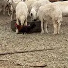 ديكين ودجاجتين بلدي