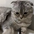 قطه سكوتش للبيع مع أغراضها