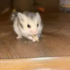 هامسترصغير بل عمر وا الحجم نوعه نادر