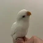 ببغاء روز اليف مايعض   هدد