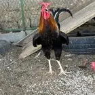 ديك عربي افرق