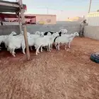 الليييع غنم حريات دفيع طيبه عدددهم 18 معهم نجديه