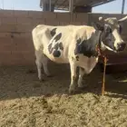بقره القحه