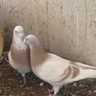 وادي الدواسر للبيع حمام لاحم زاجل كريمي