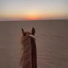 حصان للبيع سيلم من كلشي شرط