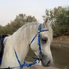 حصان عربي اصيل