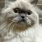 قطط هملايا لتبني