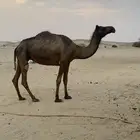 ناقه