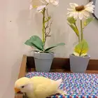 ببغاء روز اينو أليف (تم البيع الله يبارك له بعدد ريشه)