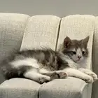 قطط لتبني