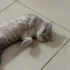 قطة سكوتش فولد للبيع