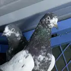 حمام باكستاني تيدي وفرده قولدن