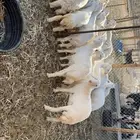 بهم تربيه نظيف