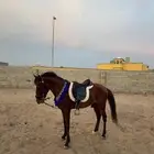 حصان