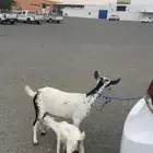 عنز