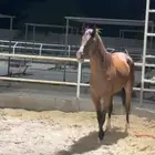 خيل إنجليزي