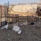 دجاج رومي منتج