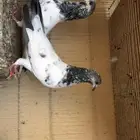 حمام باكستاني