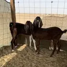 جفار جروم دفيع شرط