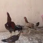 دجاج باكستاني