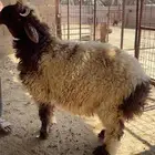 غنم ذبايح