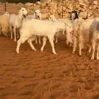 معزاء مطورات و مشاريك