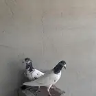 طبات تيدي بطل