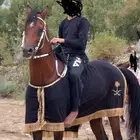 حصان واهو