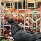 للبيع قطايف منتج