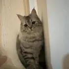قطه للتبني الرياض