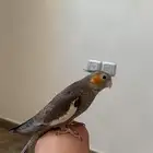 تم البيع والله يبارك لراعيه