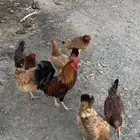 دجاج بلدي منوة التربيه (( تم البيع ))