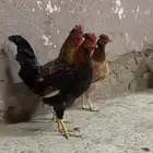 دجاج ترثه