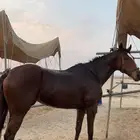 فرس ثوربريد