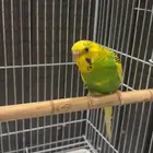 اعرض لكم طير الحب الحالة الصحيه ممتازه الحمدلله