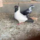 حمام