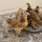 دجاج براهما